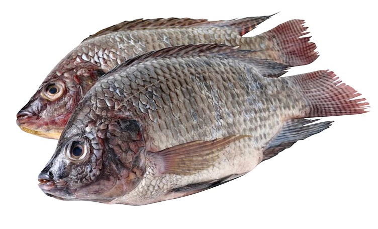 Tilapia renset fryst    800g