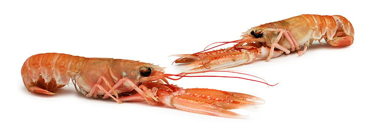 Sjøkreps 17/20   1kg