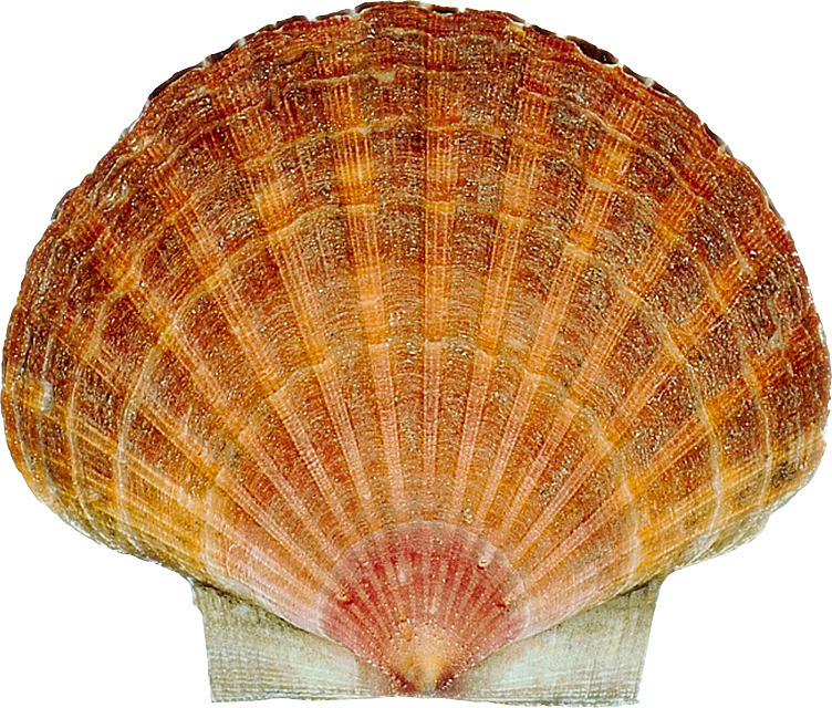 Kamskjell superior   120g