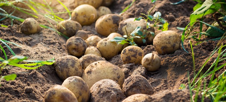 Myter og fakta om poteten