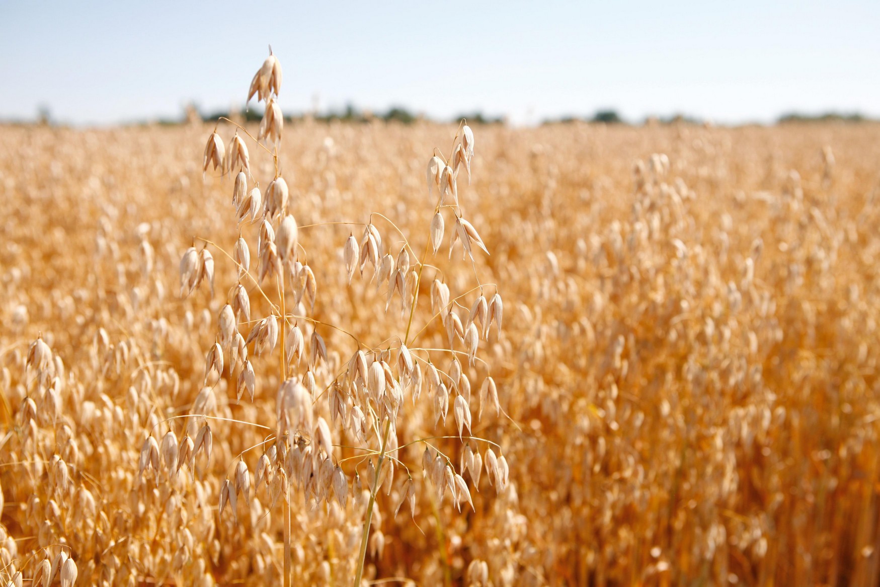 Lantmannen Cerealia_Havre press.jpg