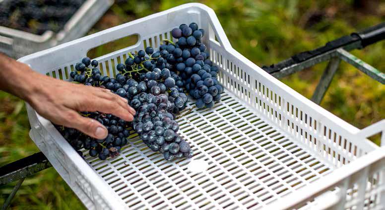 Moestue Grape Selection; En garanti for kvalitet