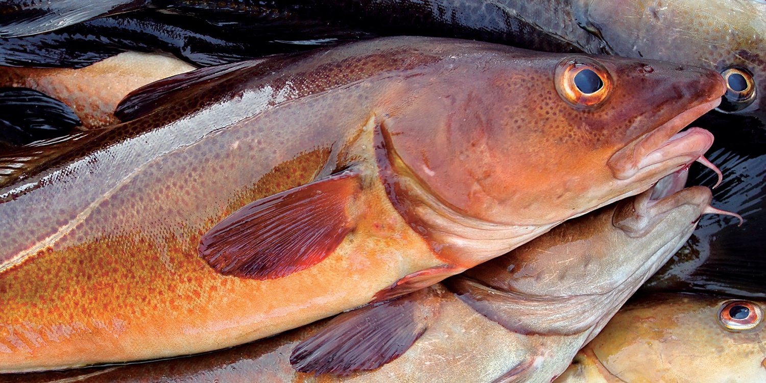Skrei - vinterens høydepunkt!